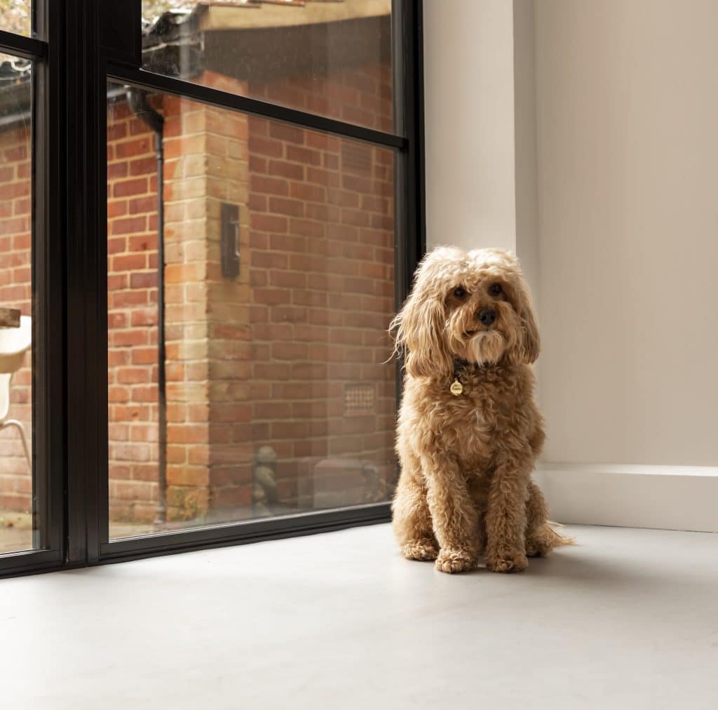 picture of a cute dog next to some French Doors